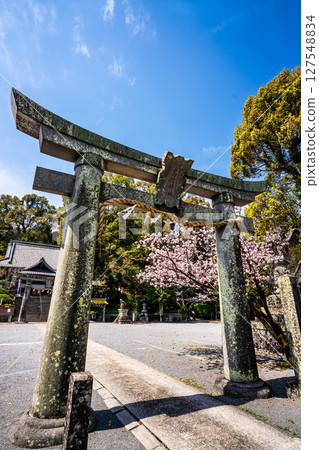 Cherry blossoms at Takagi Shrine [Isahaya City, Nagasaki Prefecture] 127548834