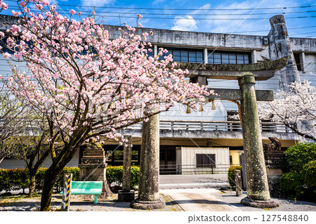 Cherry blossoms at Takagi Shrine [Isahaya City, Nagasaki Prefecture] 127548840