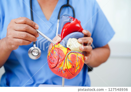Cardiovascular disease CVD, doctor with heart human model anatomy for treatment patient in hospital. 127548936