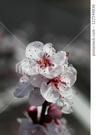 Bungo梅花 Bungo梅花 127549036