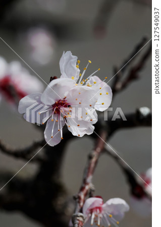 Bungo Plum Flower Bungo Plum Flower 127549037