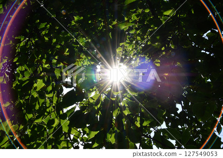 Sunlight halation through the trees_03 127549053