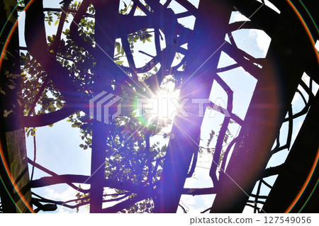 Sunlight halation through the trees_06 127549056