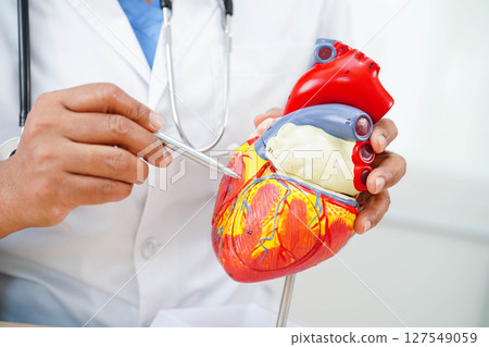 Cardiovascular disease CVD, doctor with heart human model anatomy for treatment patient in hospital. Cardiovascular disease CVD, doctor with heart human model anatomy for treatment patient in hospital. 127549059