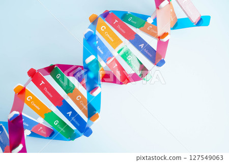 DNA molecule spiral structure model isolated on white background, chromosome and gene chemical science biology. 127549063