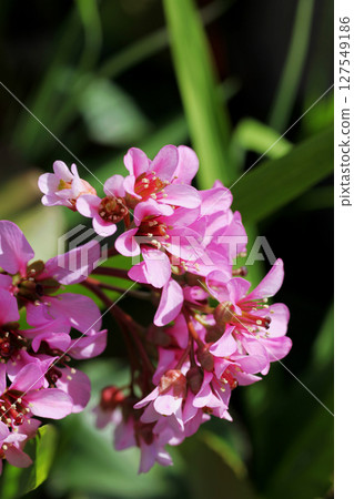 Himalaya Yukinoshita 127549186