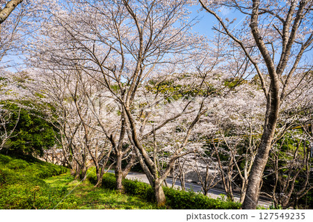 Shishinoo Dam Water Source Forest Cherry Blossoms [Isahaya City, Nagasaki Prefecture] 127549235