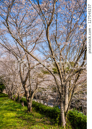Shishinoo Dam Water Source Forest Cherry Blossoms [Isahaya City, Nagasaki Prefecture] 127549237