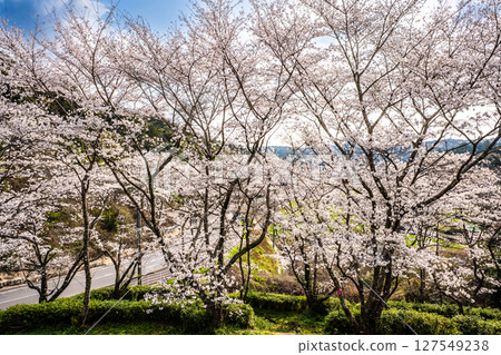 Shishinoo Dam Water Source Forest Cherry Blossoms [Isahaya City, Nagasaki Prefecture] 127549238