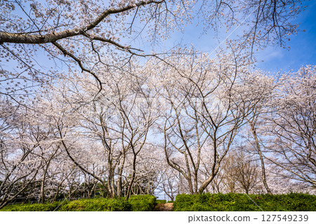 Shishinoo Dam Water Source Forest Cherry Blossoms [Isahaya City, Nagasaki Prefecture] 127549239