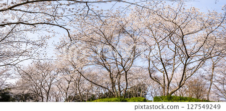 獅尾水壩：水源森林的櫻花、全景[長崎縣諫早市] 127549249