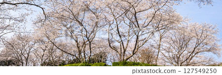 獅尾水壩：水源森林的櫻花、全景[長崎縣諫早市] 127549250