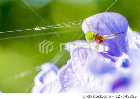 Hydrangea and green spider (Satsuma no Midamashi) 127549289