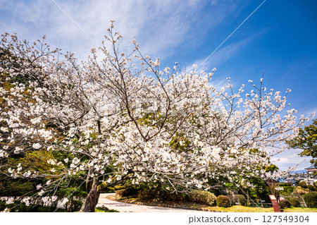 諫早公園的櫻花[長崎縣諫早市] 127549304