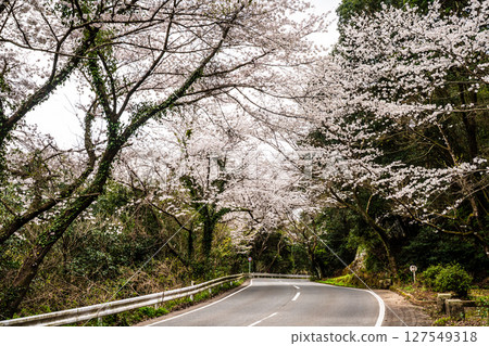 Moriyama Town Cherry Blossom Tunnel [Isahaya City, Nagasaki Prefecture] 127549318