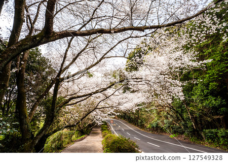 守山町櫻花隧道[長崎縣諫早市] 127549328
