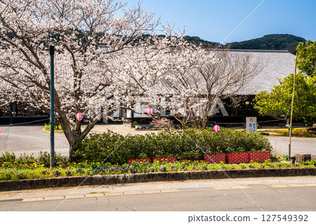 守山町櫻花節[長崎縣諫早市] 127549392