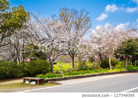 Moriyama Town Cherry Blossom Festival [Isahaya City, Nagasaki Prefecture] 127549395