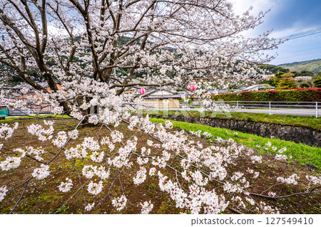 守山町櫻花節[長崎縣諫早市] 127549410