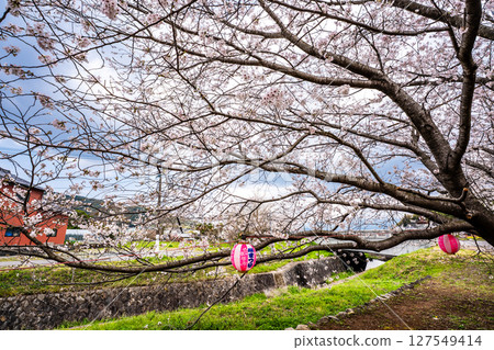 Moriyama Town Cherry Blossom Festival [Isahaya City, Nagasaki Prefecture] 127549414