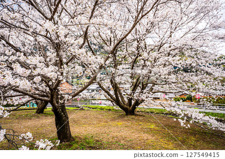 守山町櫻花節[長崎縣諫早市] 127549415