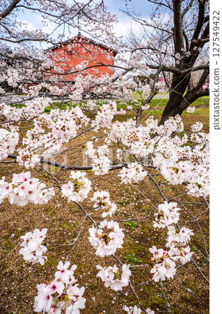 Moriyama Town Cherry Blossom Festival [Isahaya City, Nagasaki Prefecture] 127549422