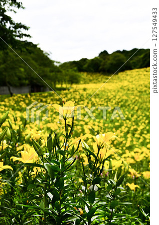 Lilies in full bloom at "Kasui Lily Garden" 127549433