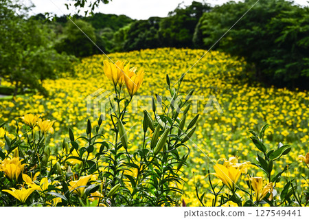 Lilies in full bloom at "Kasui Lily Garden" Lilies in full bloom at "Kasui Lily Garden" 127549441