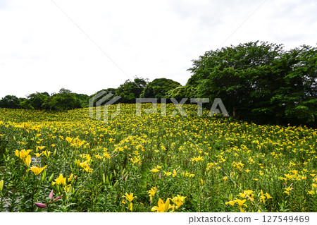 Lilies in full bloom at "Kasui Lily Garden" 127549469