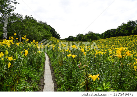 Lilies in full bloom at "Kasui Lily Garden" 127549472