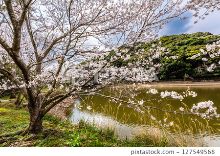 Isahaya Zodiac Park (Snake) Cherry blossoms at Munekata Park [Isahaya City, Nagasaki Prefecture] 127549568