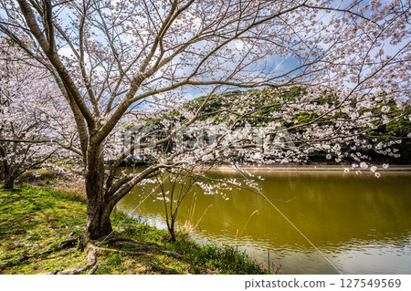 Isahaya Zodiac Park (Snake) Cherry blossoms at Munekata Park [Isahaya City, Nagasaki Prefecture] 127549569