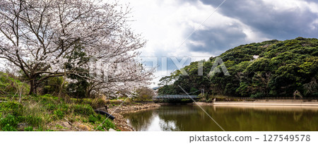 Isahaya Zodiac Park (Snake) Cherry blossoms at Munekata Park Panorama [Isahaya City, Nagasaki Prefecture] 127549578