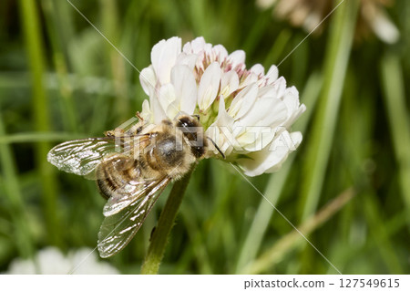 Honey Bee Pollinating White Clover Flower Close-Up 127549615