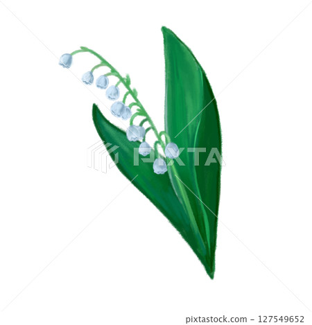 鈴蘭的簡單手繪插圖 127549652
