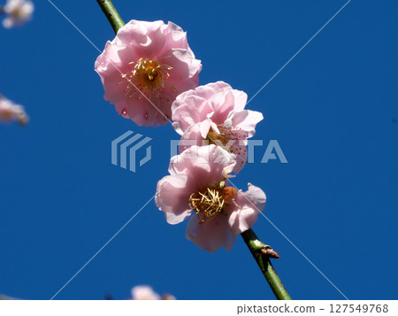 在藍天的李子開花 127549768