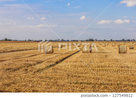 Expansive golden field filled with numerous round straw bales under a bright sky, symbolizing harvest, agriculture, and rural life. High quality photo Expansive golden field filled with numerous round straw bales under a bright sky, symbolizing harvest, agriculture, and rural life. High quality photo 127549812