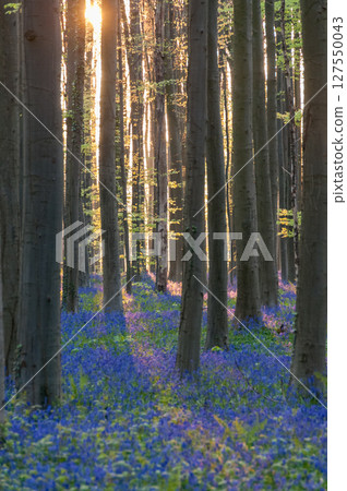 Sunrise illuminating bluebells 127550043