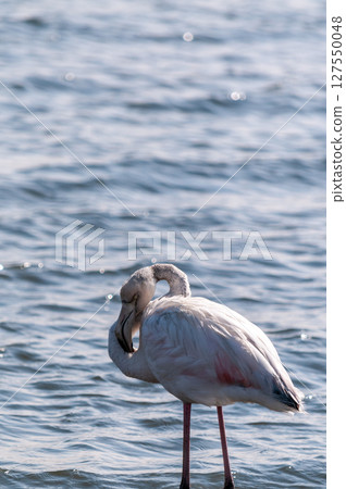 Flamingos near Walvis Bay Flamingos near Walvis Bay 127550048