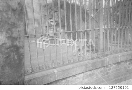 老照片:京都動物園的獅子,1935-1944年 老照片:京都動物園的獅子,1935-1944年 127550191