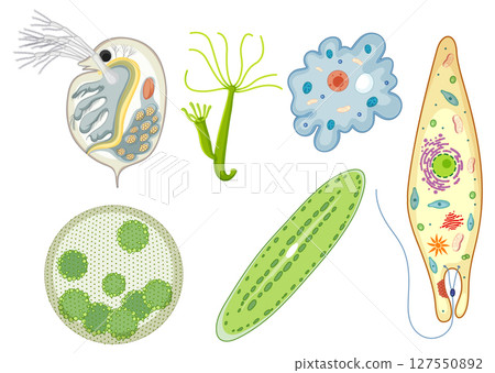 Colorful Vector Illustration of Microorganisms 127550892