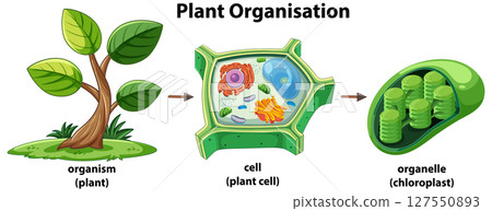 Illustration of Plant Structure and Cellular Organization Illustration of Plant Structure and Cellular Organization 127550893