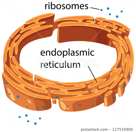 Detailed Vector Illustration of Endoplasmic Reticulum 127550900