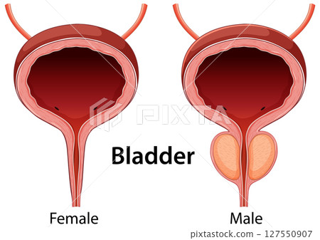 Male and Female Bladder Anatomy Illustration Male and Female Bladder Anatomy Illustration 127550907
