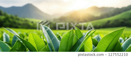 Morning Dew on Lush Rubber Leaf Plantation with Scenic Countryside Backdrop 127552210