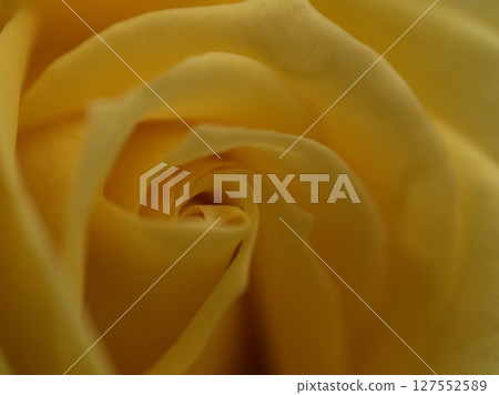 "Gold Bunny" yellow roses bloomed beautifully in May "Gold Bunny" yellow roses bloomed beautifully in May 127552589