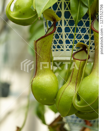Hanging pitcher plant 127552706