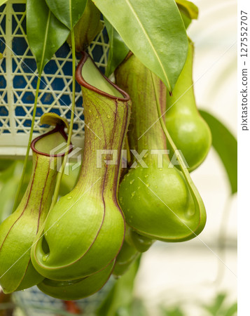 Hanging pitcher plant Hanging pitcher plant 127552707