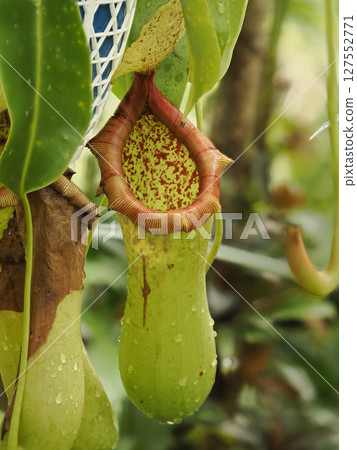 Hanging pitcher plant Hanging pitcher plant 127552771