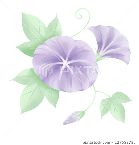 Watercolor style morning glory illustration (single) Watercolor style morning glory illustration (single) 127552785